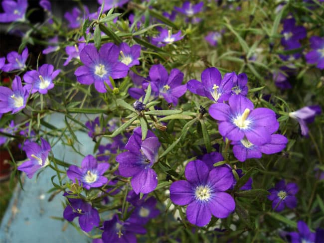 Peegellill Legousia speculum-veneris